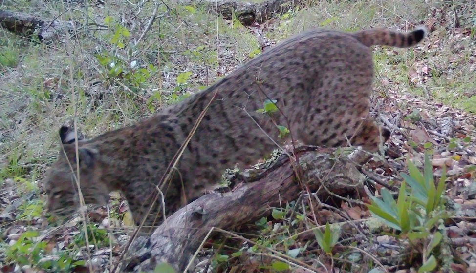 Bobcat going down hill