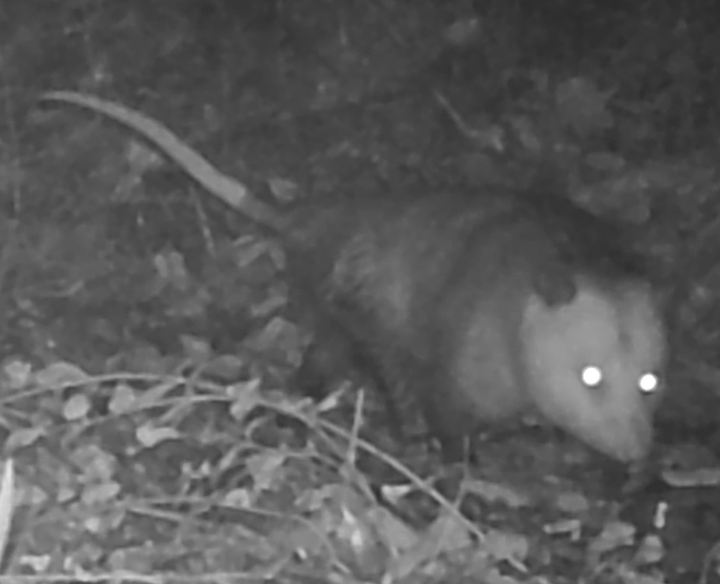 Opossum at night