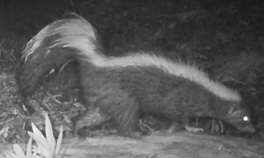 Skunk at night, in the rain