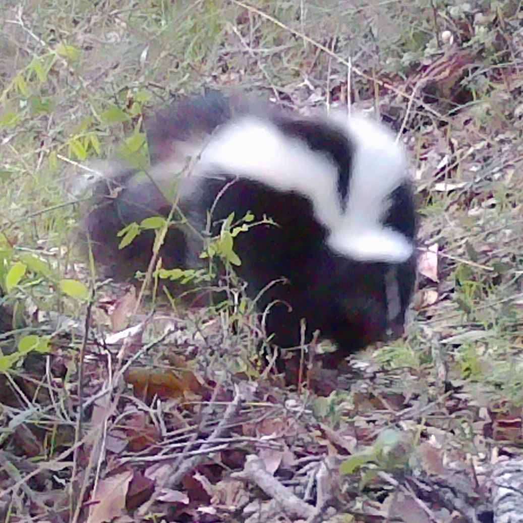 Skunk in daylight