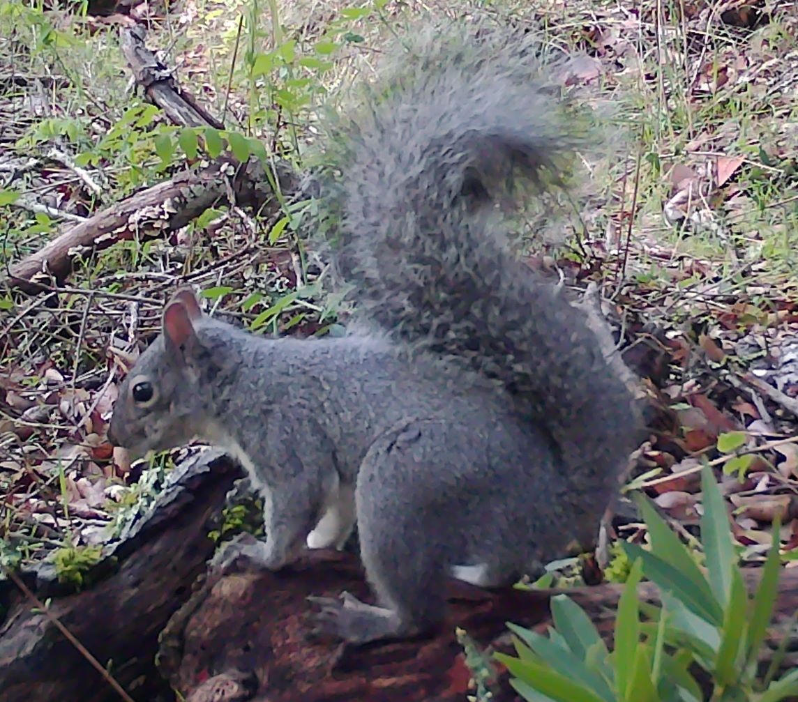 Grey squirrel on log
