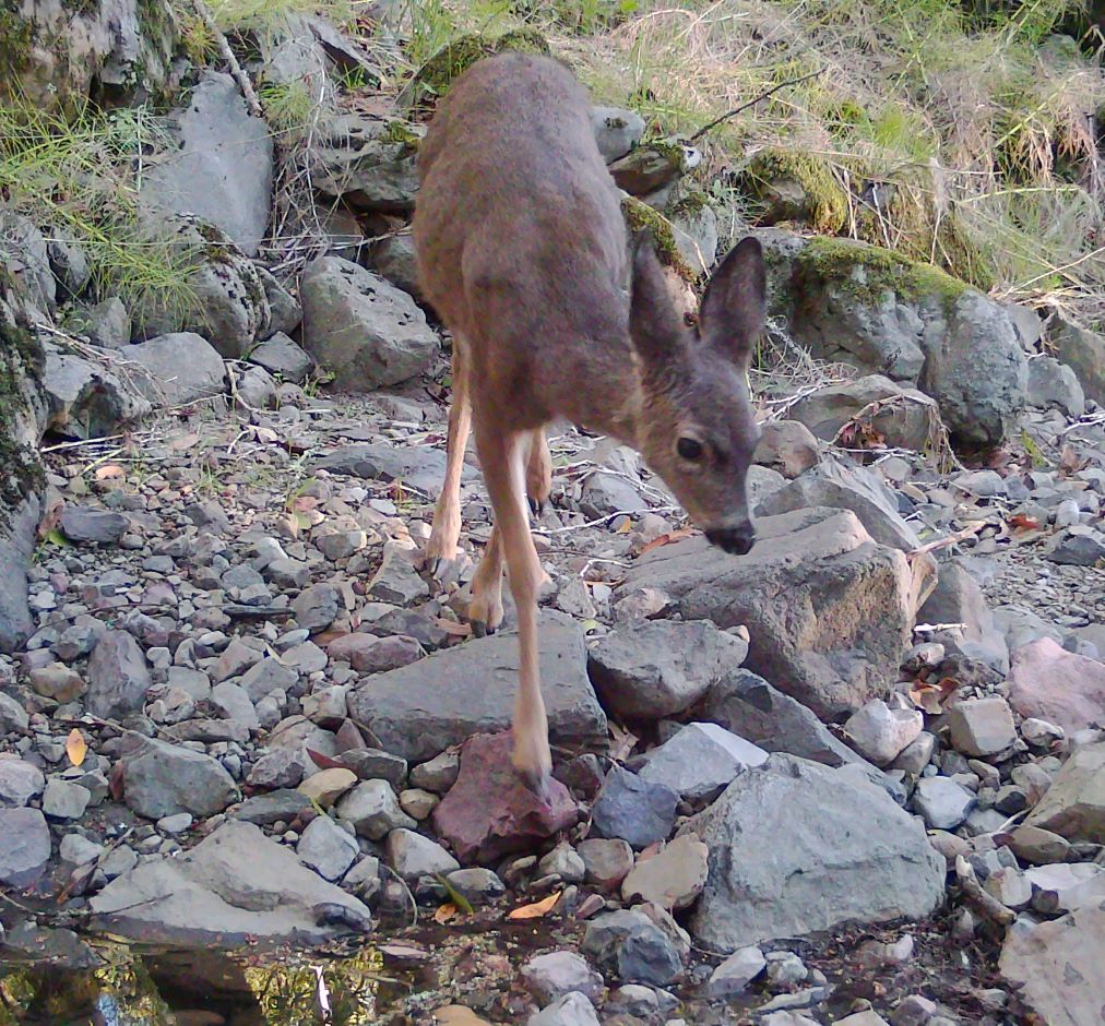 Blacktail fawn