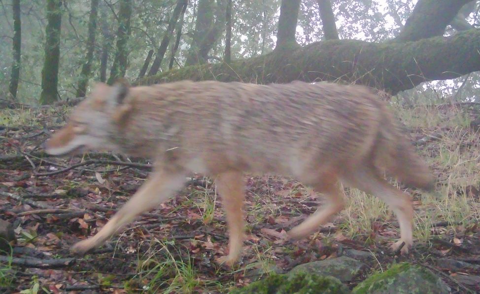 Coyote running