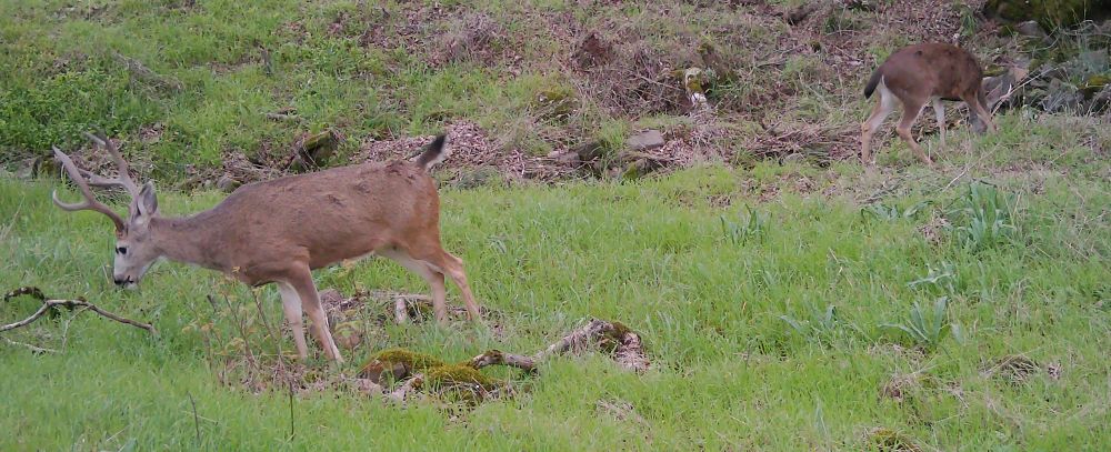 Two blacktail bucks