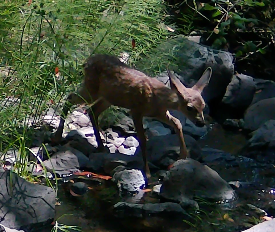 Blacktail fawn