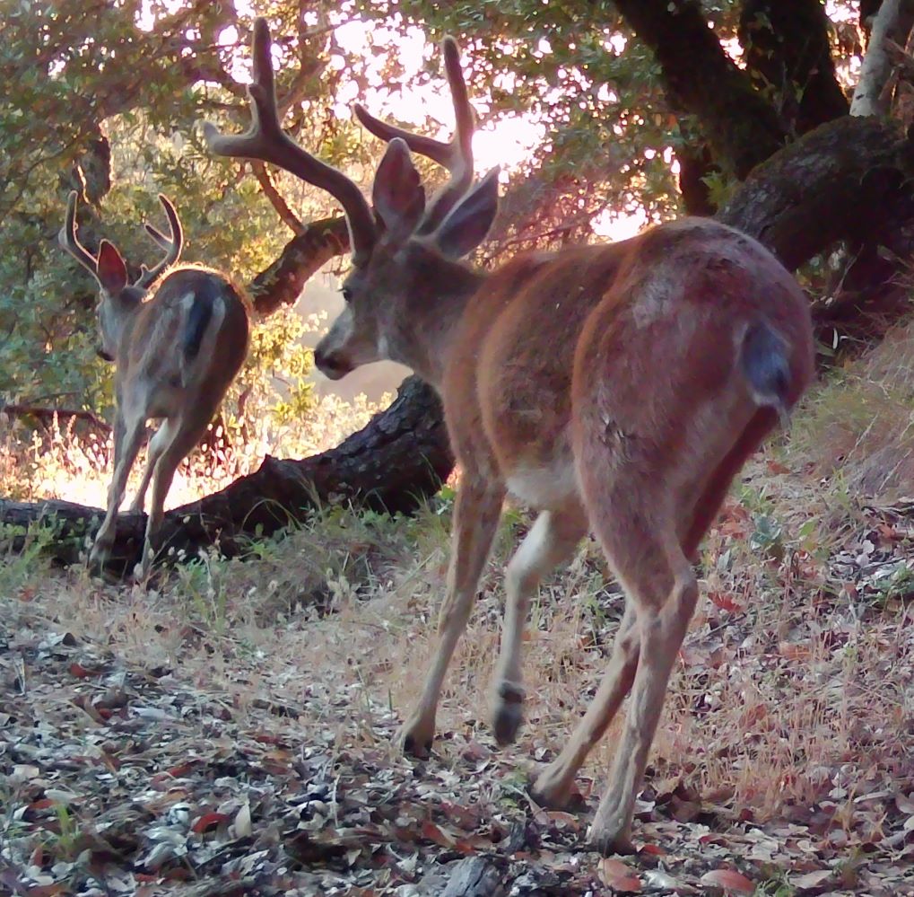 Bucks on trail