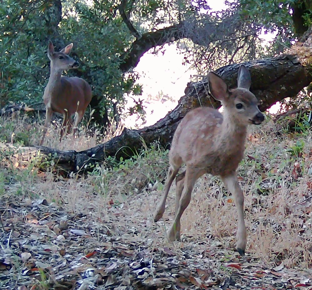 Fawn and doe on trail