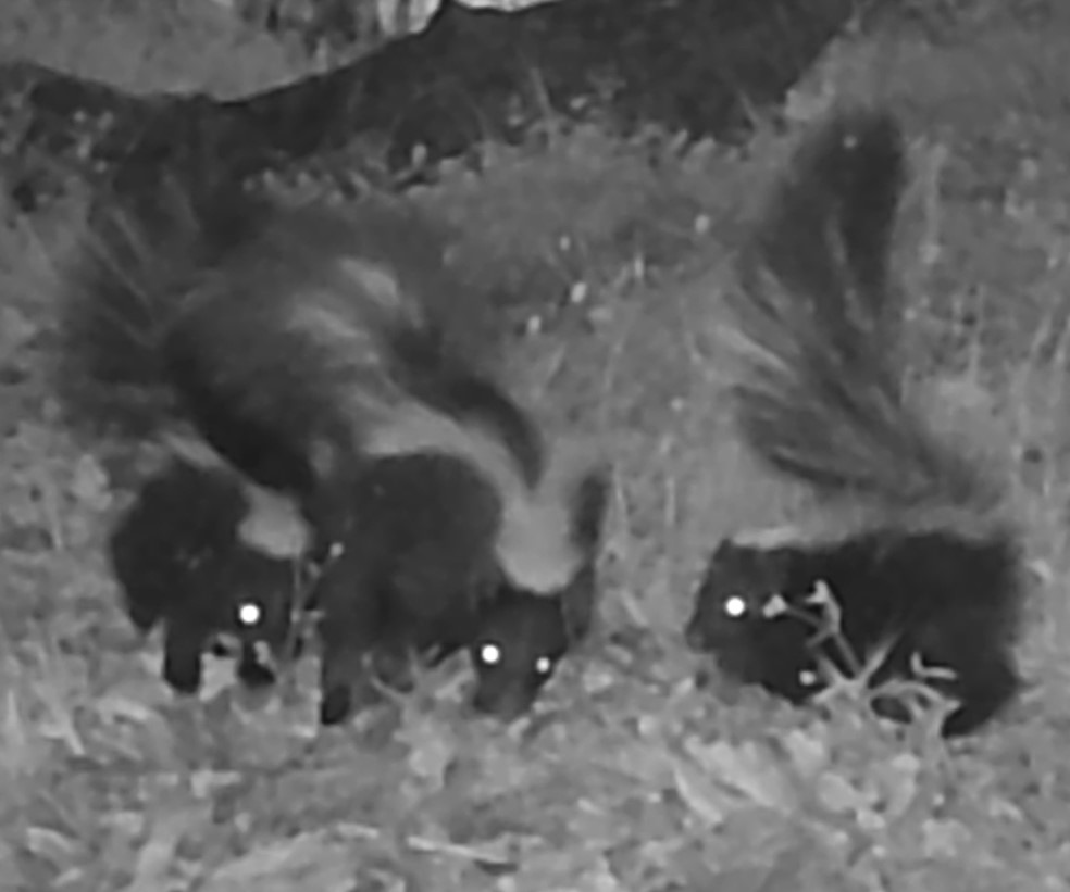 Skunk family on trail