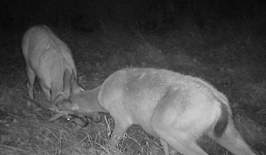 Two young bucks spar
