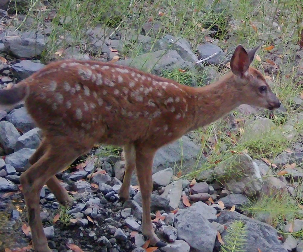 Blacktail fawn
