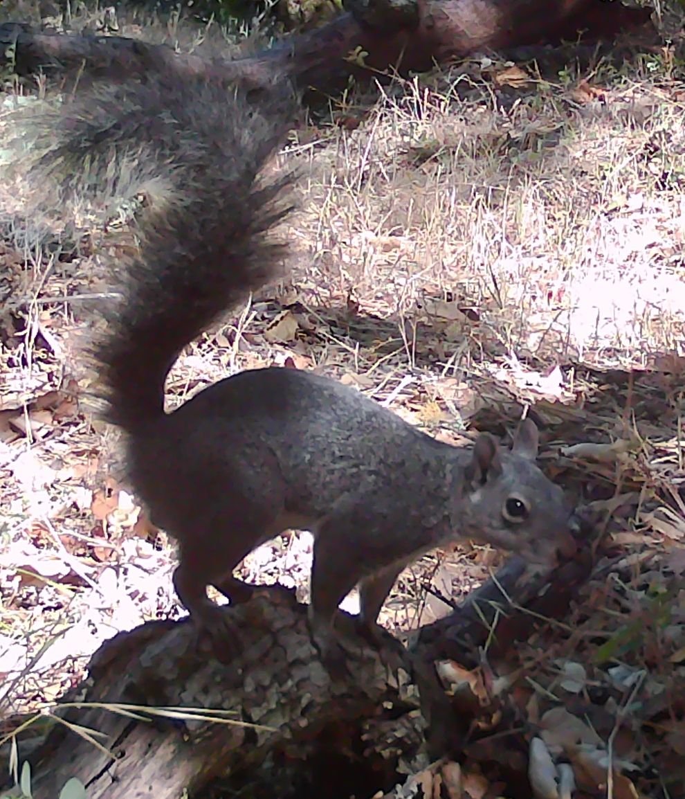 Gray squirrel