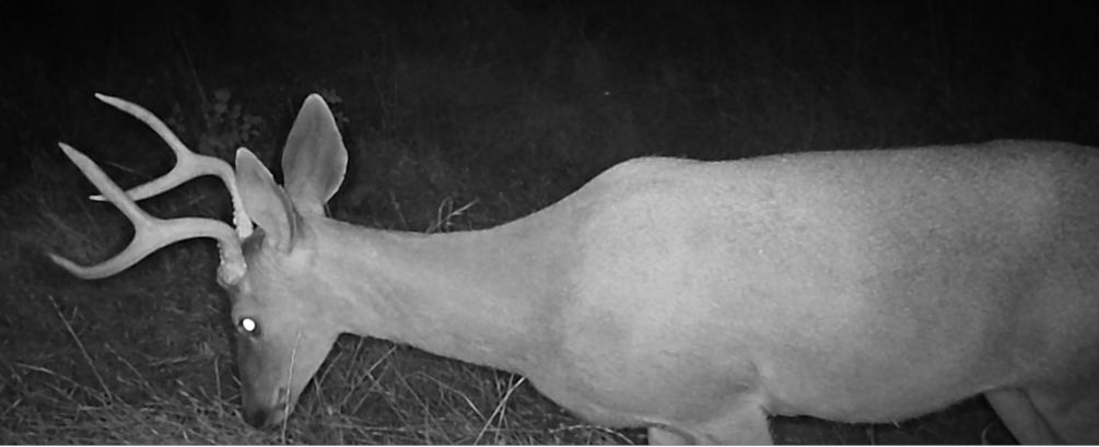 Blacktail buck without velvet
