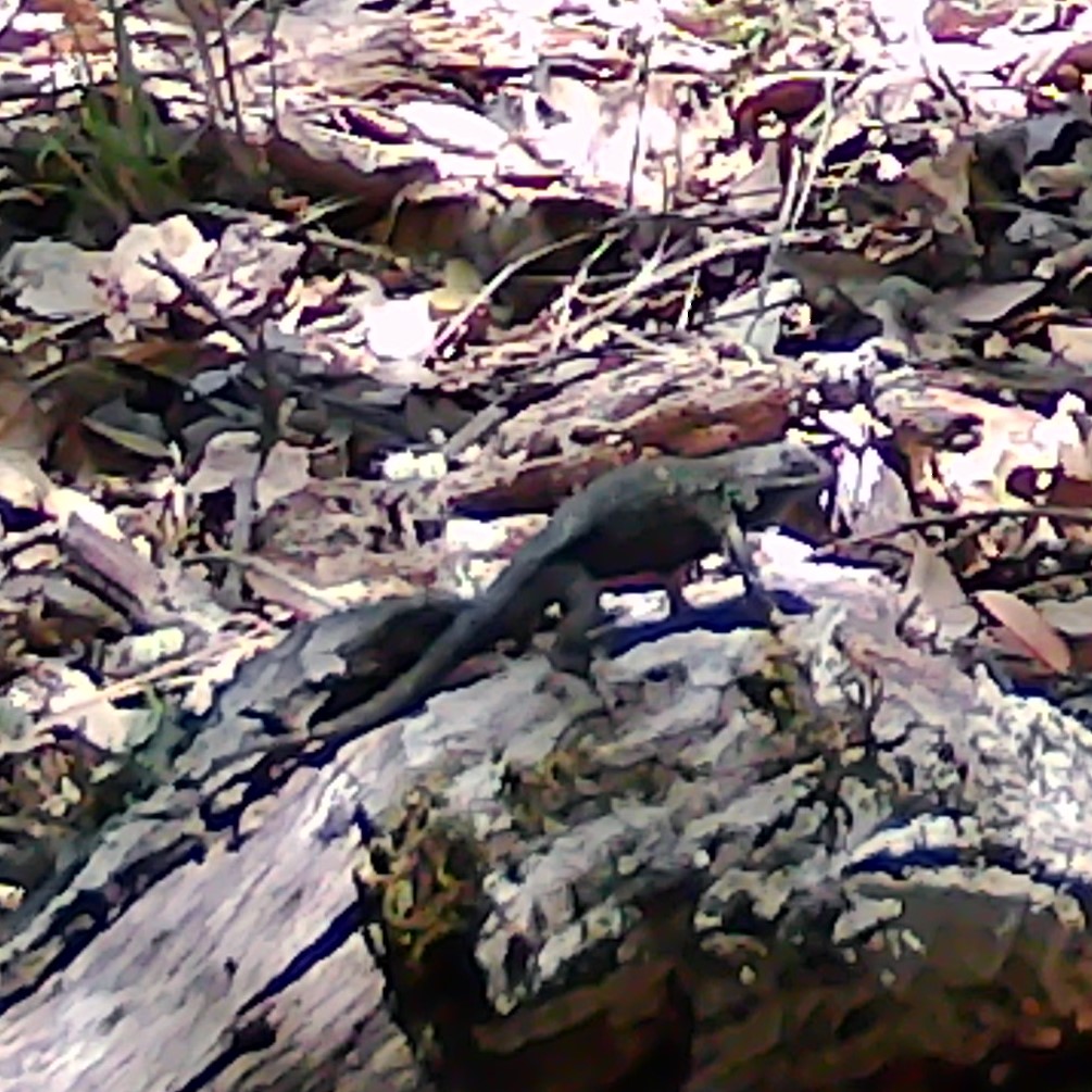 Western fence lizard