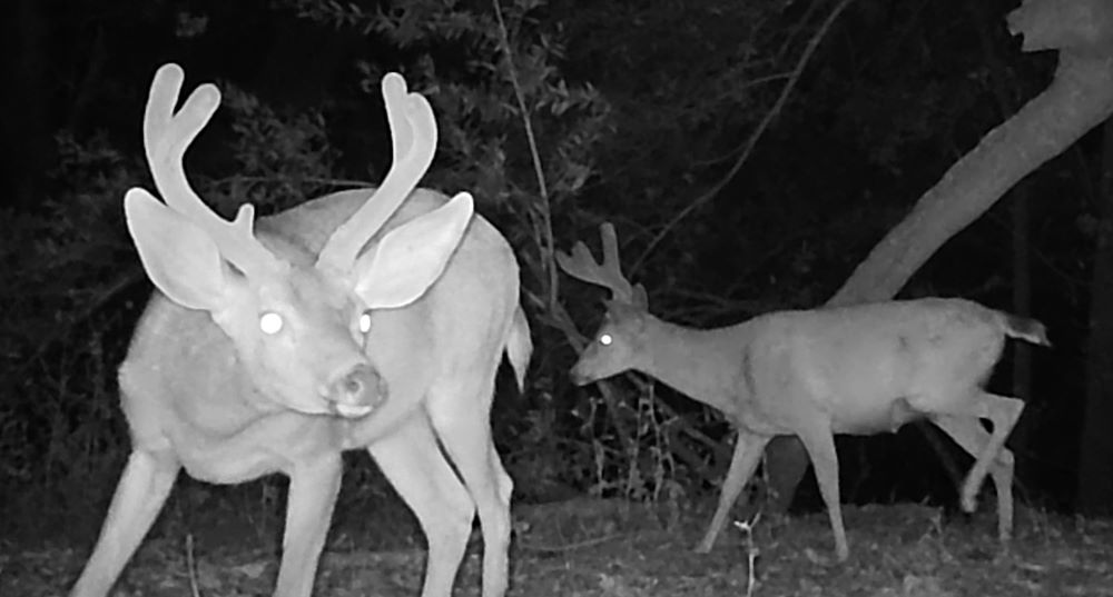 Two blacktail bucks