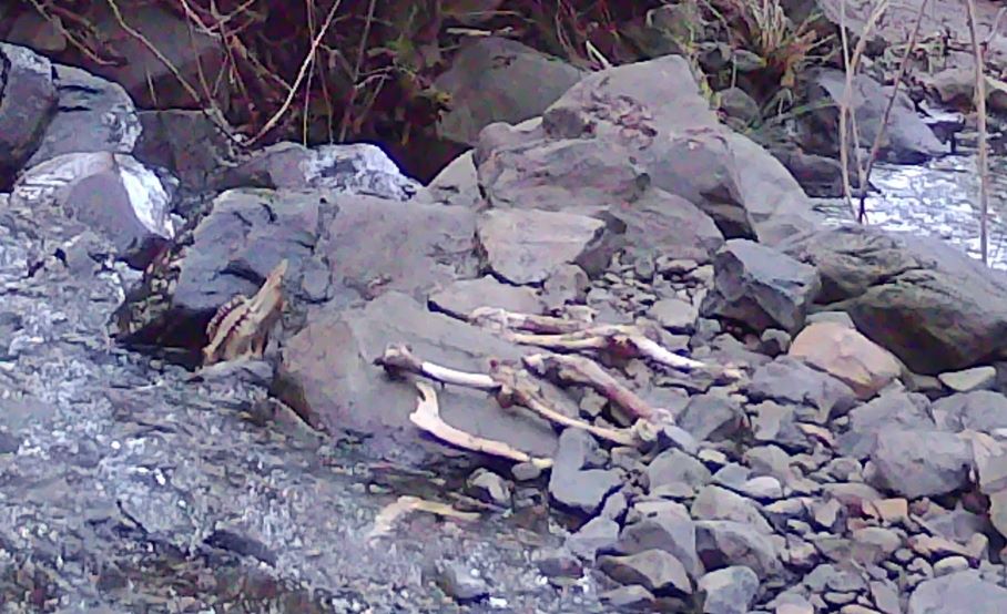 Deer carcass picked clean