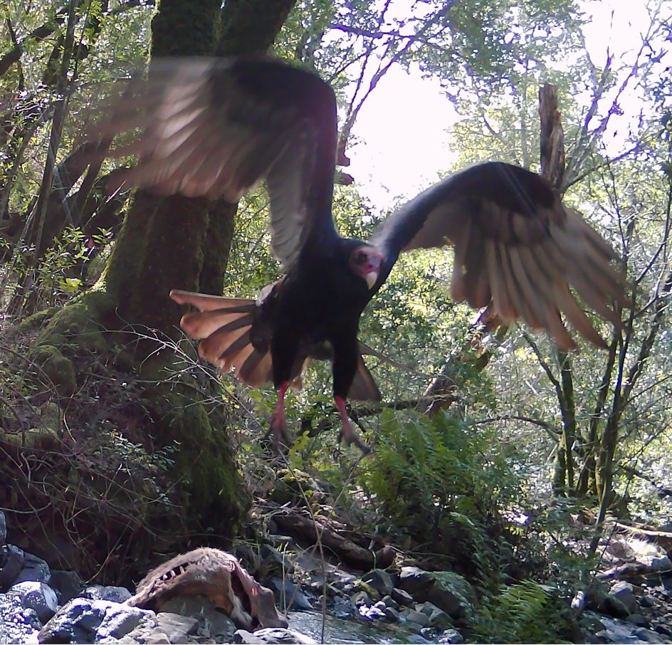 Turkey vulture flying toward camera