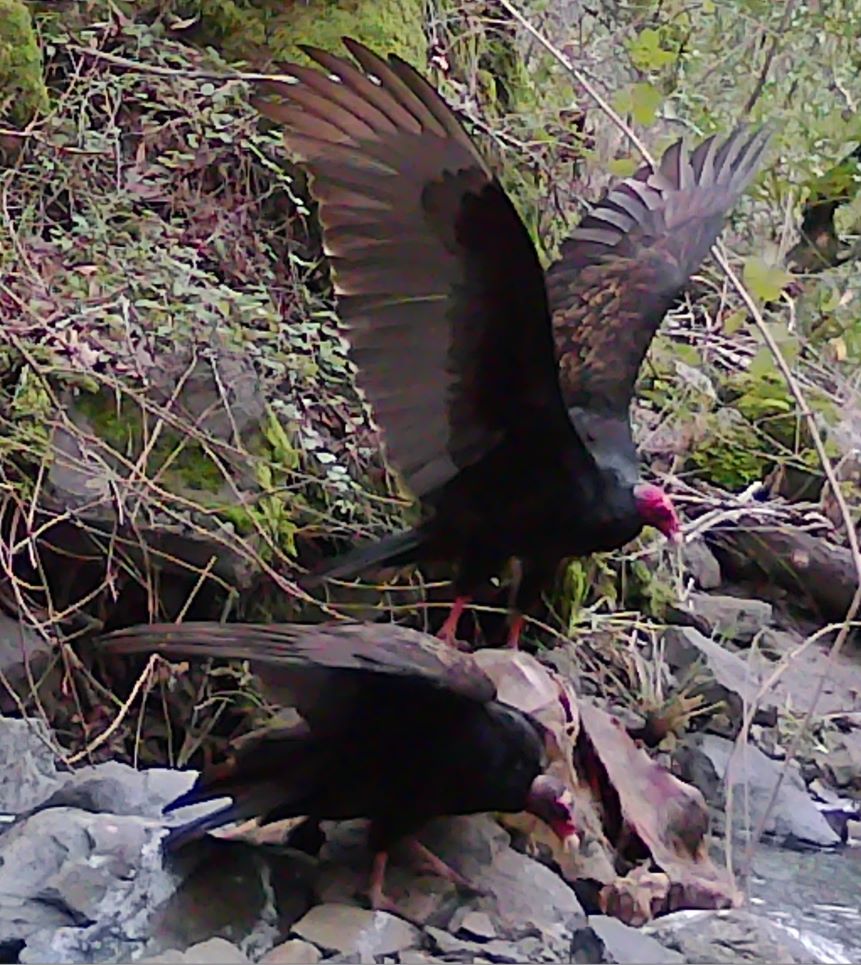 Turkey vultures feed on deer carcass
