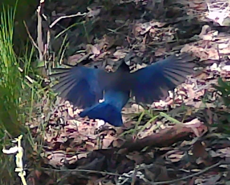 Jay with wings spread