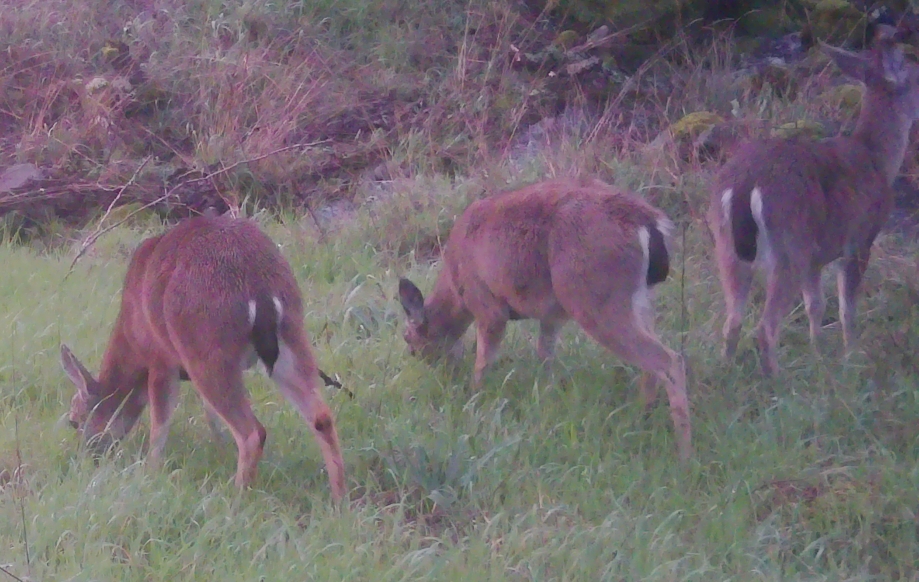 Three deer in meadow