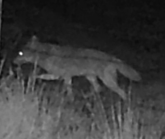 Coyote beyond a fence