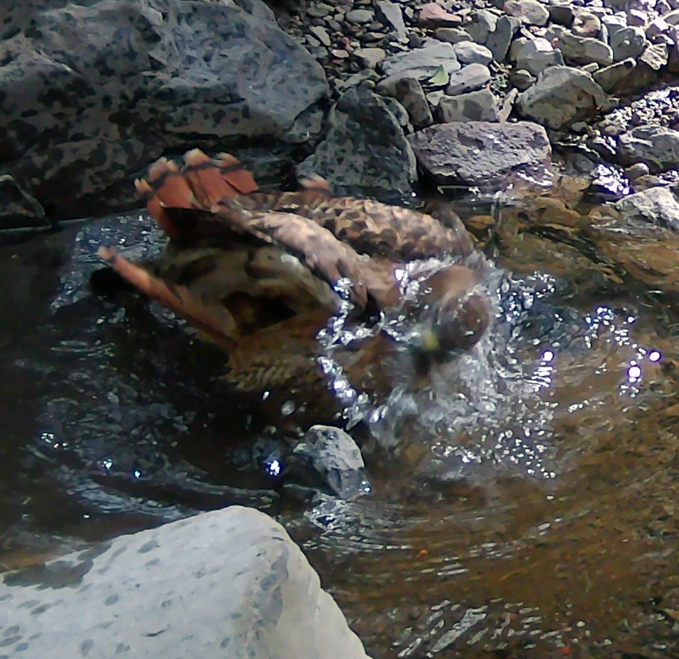 Redtail hawk birdbath