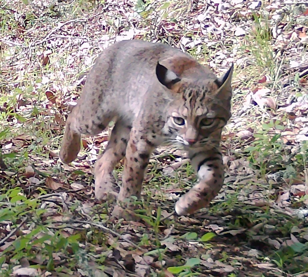 Bobcat