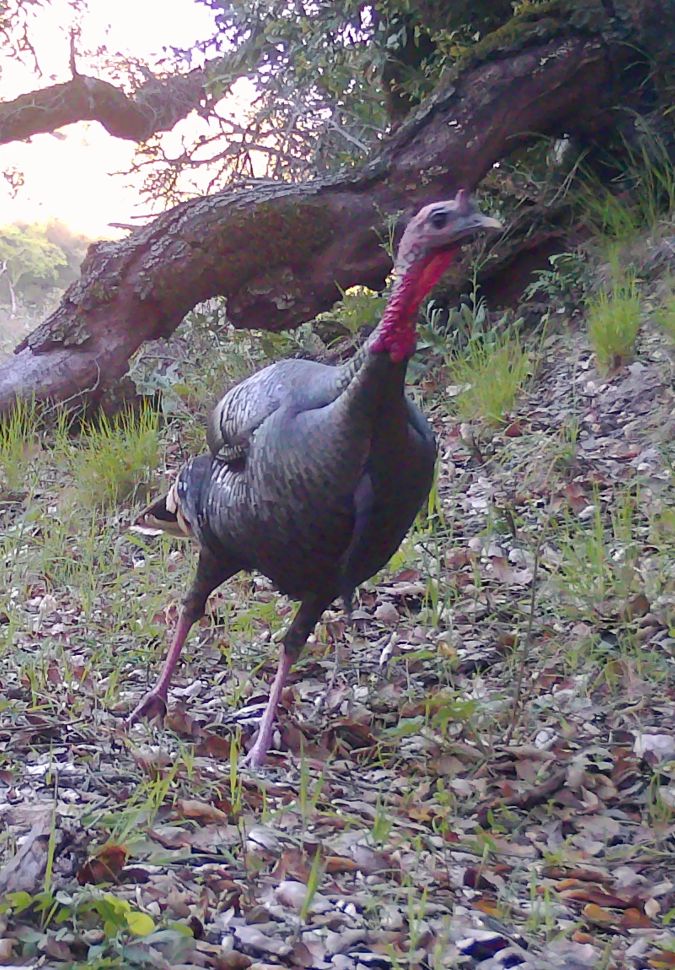 Wild turkey
