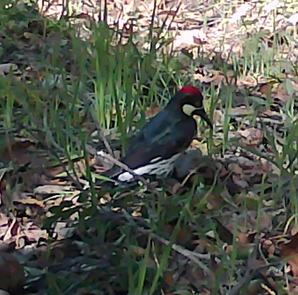 Acorn woodpecker