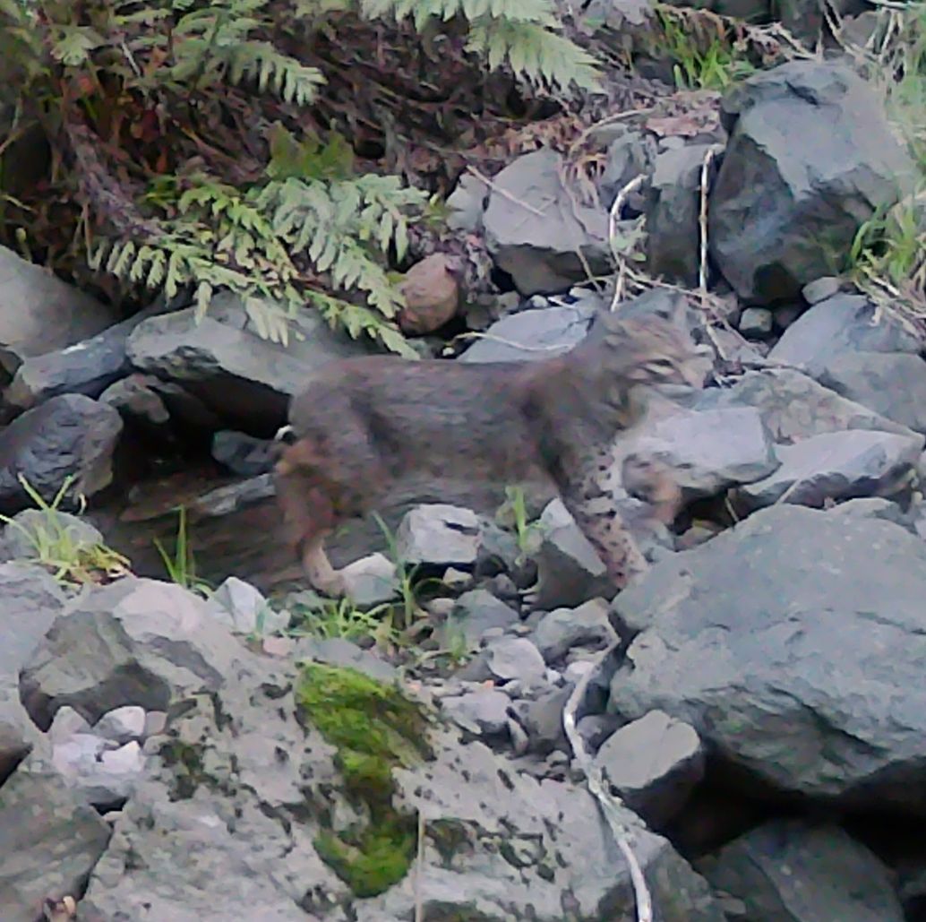Bobcat at the creek