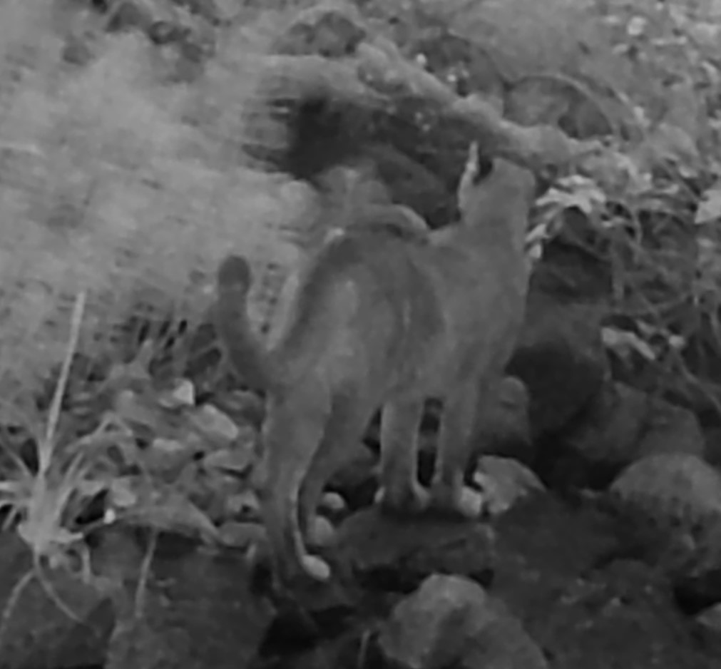 Cougar, image #3