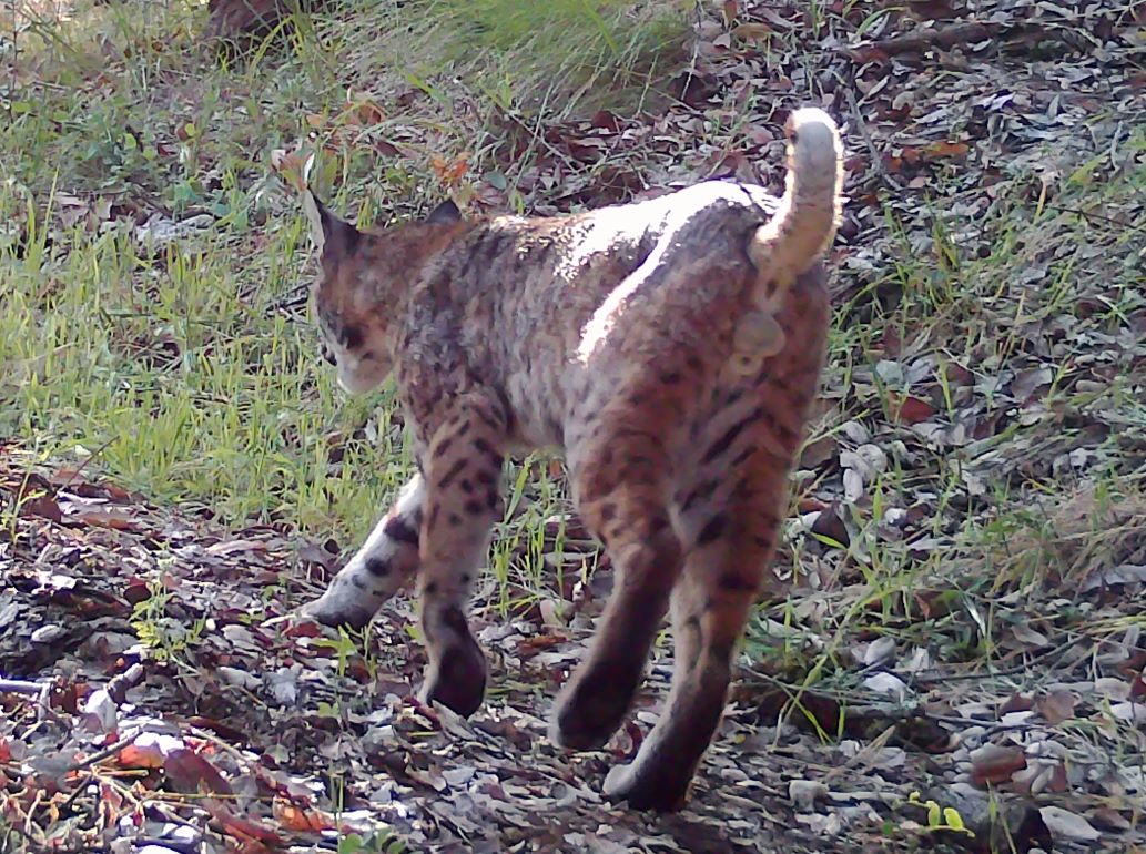 Bobcat