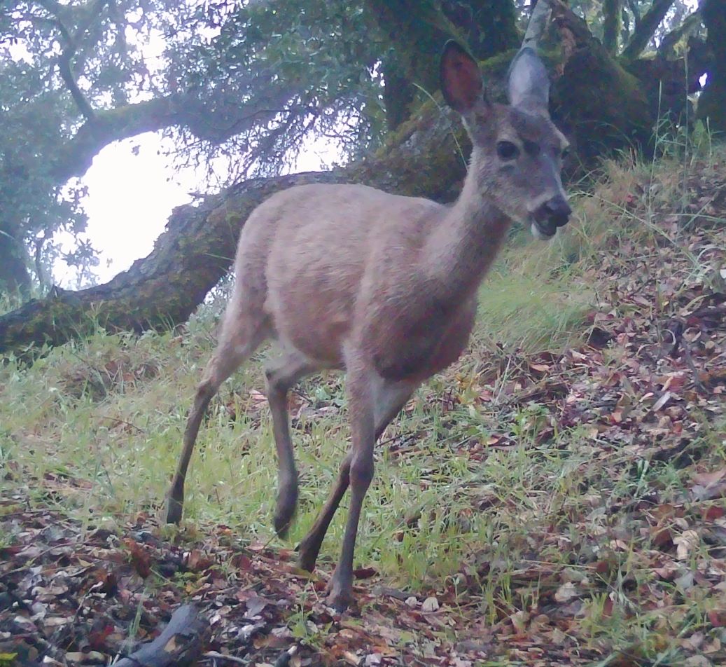 Deer on trail