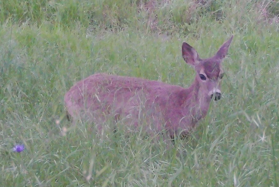 Deer in tall grass on upper meadow