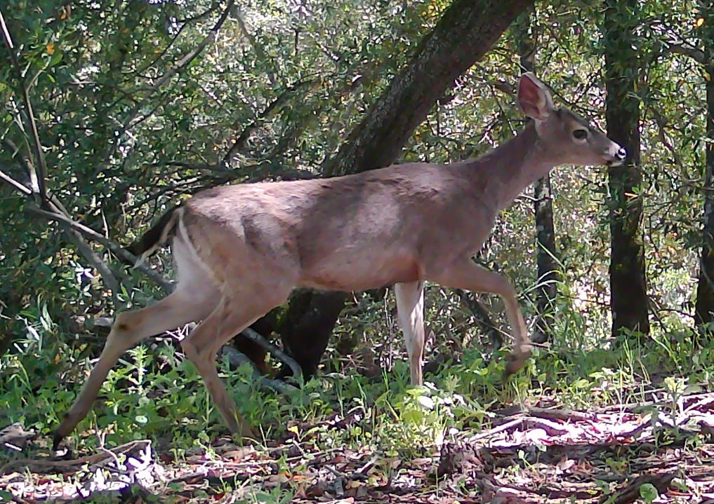 Deer in bay forest, upper Lafferty Ranch