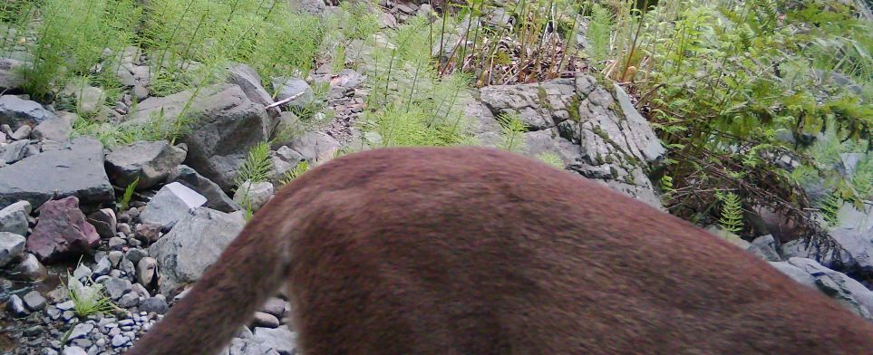 Identifcation exercise 2