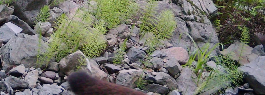 Identifcation exercise 3