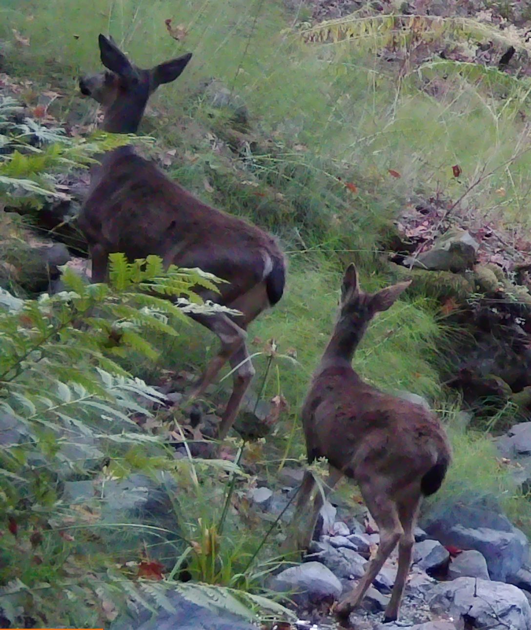 Doe and fawn on Lafferty Ranch