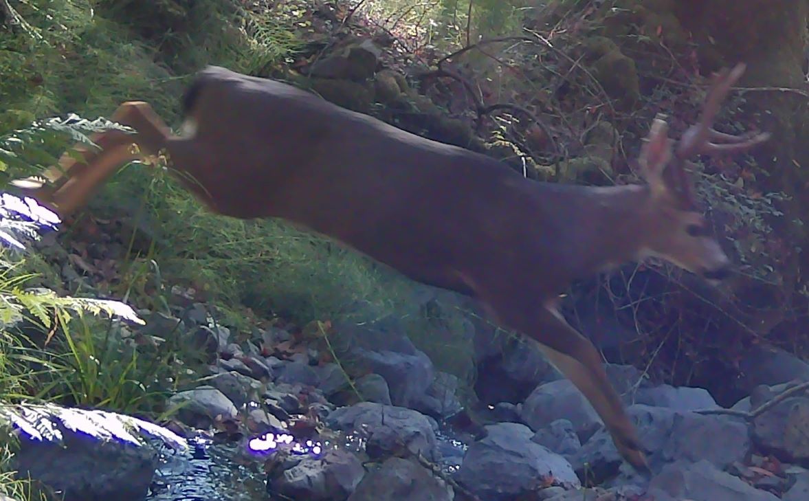 Buck on Adobe Creek on Lafferty Ranch