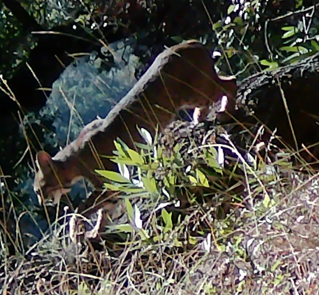 Bobcat on Lafferty Ranch