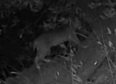 Bobcat climbing a tree