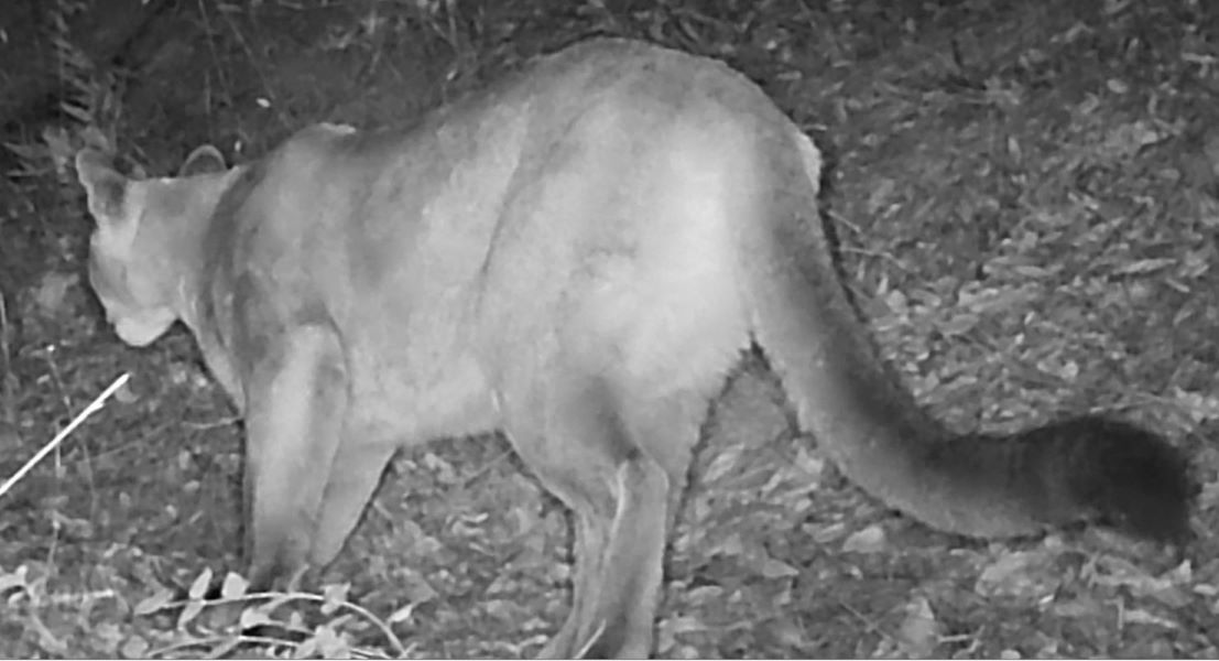 Cougar at night, Lafferty Ranch