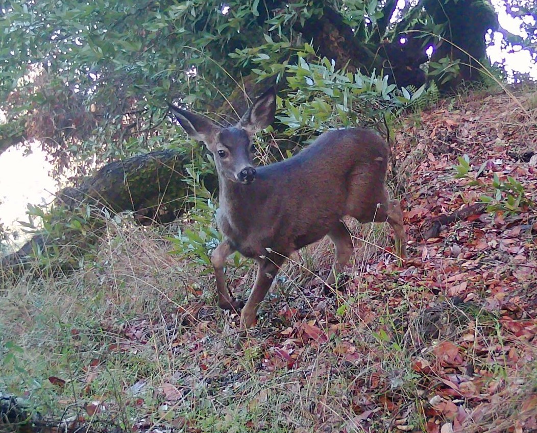 Young deer on slope