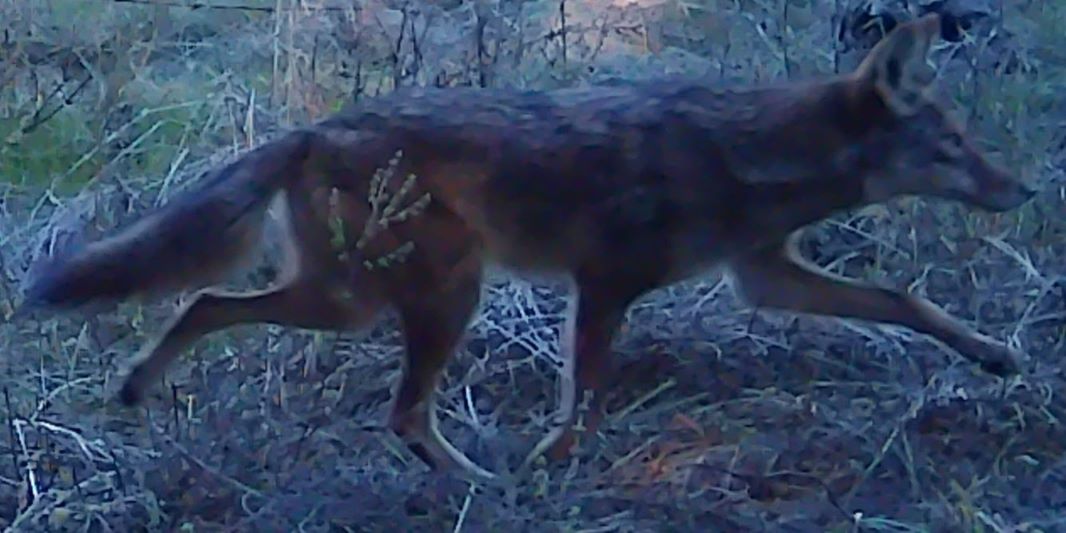 Coyote on upper Lafferty Ranch
