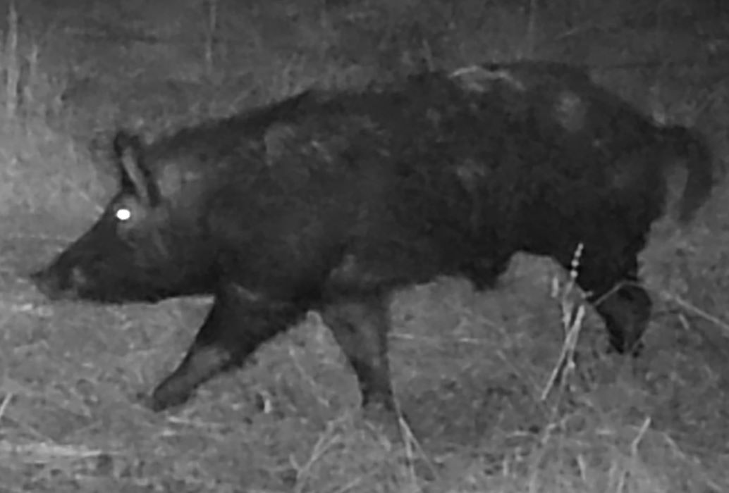Feral hog at night