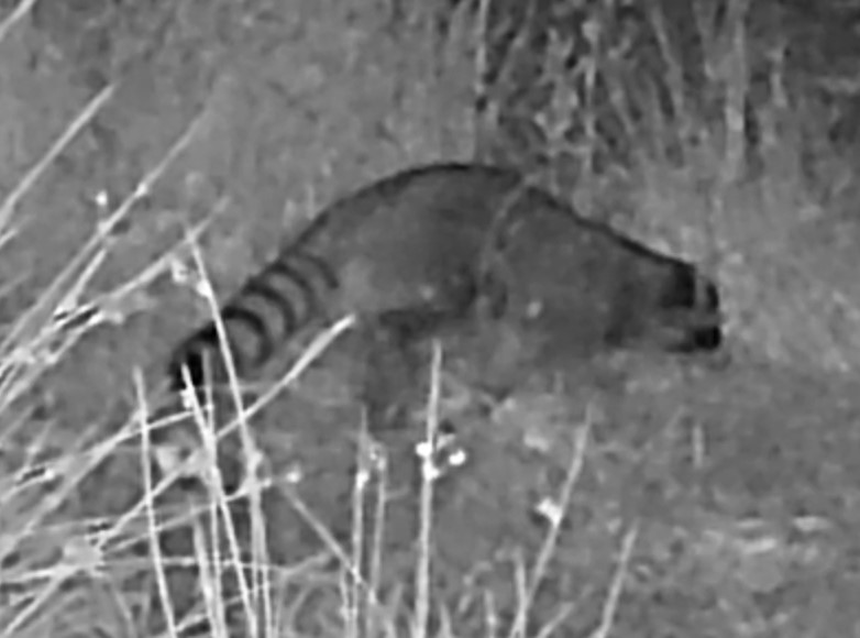 Raccoon at night