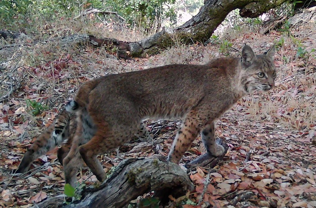 Mother bobcat and offspring