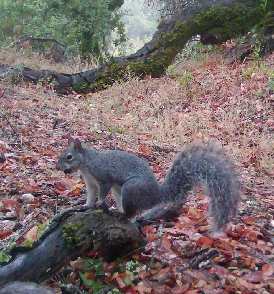Gray squirrel and Fall color