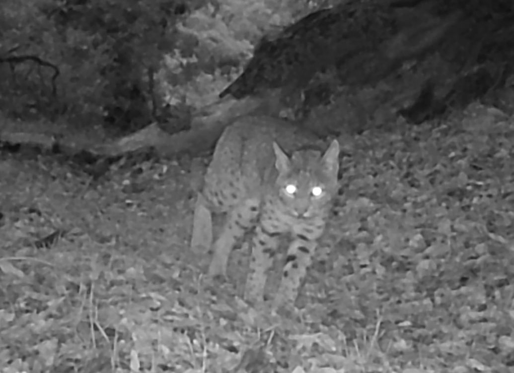 Bobcat in morning light