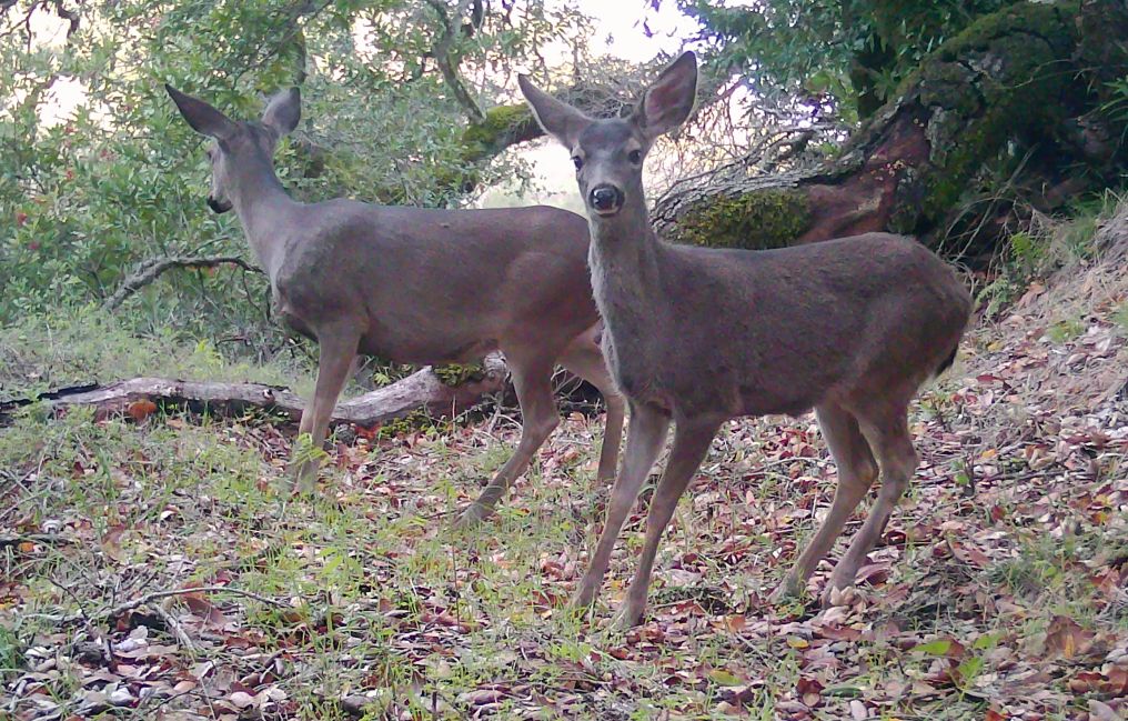 Two blacktail does