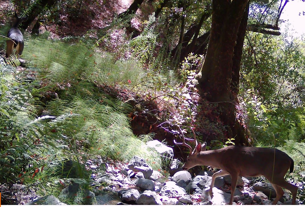 Two deer cross Adobe Creek